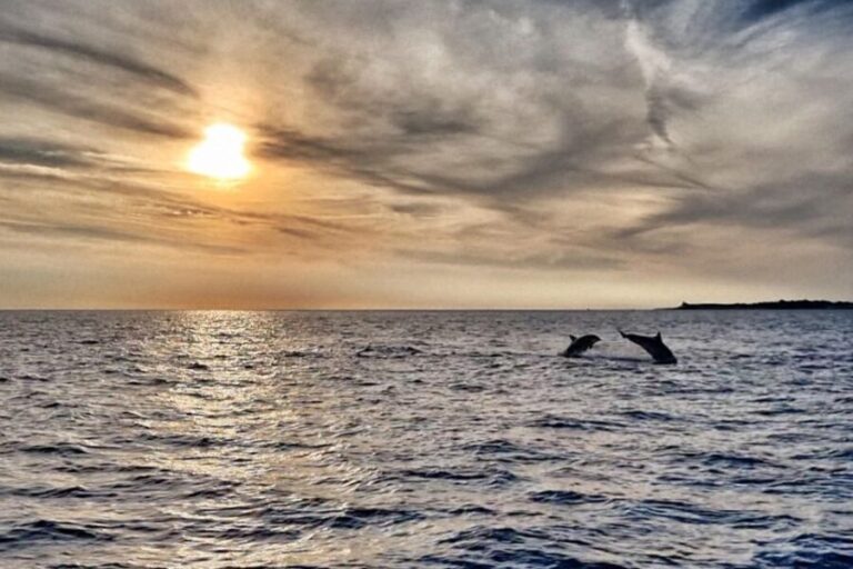 Fazana: dolphin safari and sightseeing in Brijuni at sunset - The Sum Up