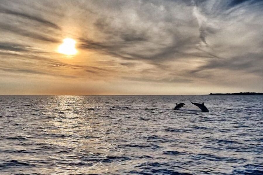 Fazana: dolphin safari and sightseeing in Brijuni at sunset
