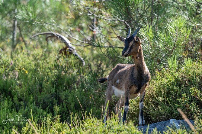Fisgas de Ermelo Trail - Who Is This Tour Best For?