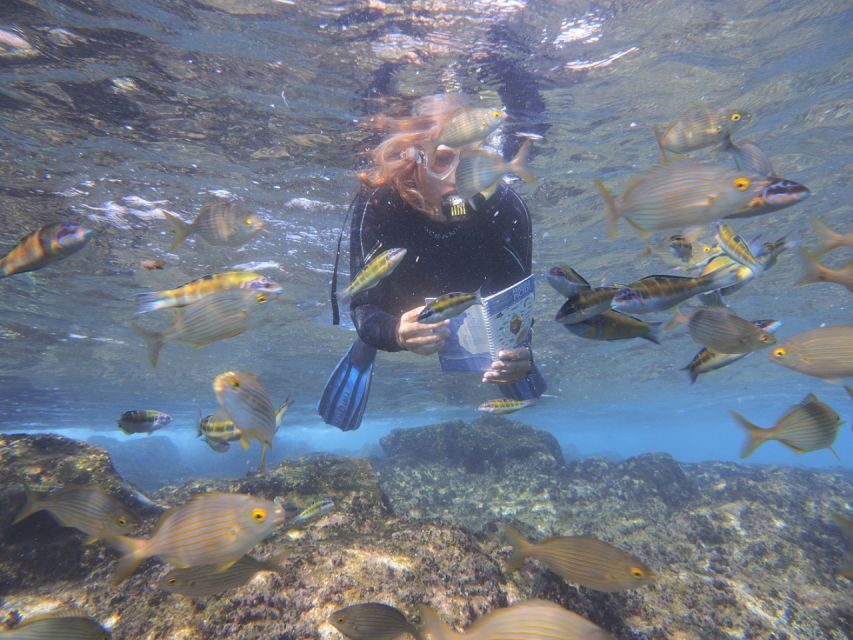 Flamingo Beach: Guided SUP and Snorkeling experience - Deep Dive: Why This Tour Offers Good Value