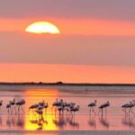 Flamingo-Birdwatching in the Ebro Delta at Sunset - A Deep Dive into the Flamingo-Birdwatching Experience