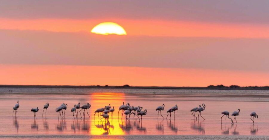 Flamingo-Birdwatching in the Ebro Delta at Sunset - A Deep Dive into the Flamingo-Birdwatching Experience