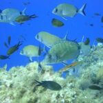 French Riviera Villefranche Bay Snorkeling Tour from Nice - What the Reviews Say