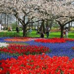 From Amsterdam: Keukenhof Gardens Ticket and Transfer - The Realities: Positives and Considerations