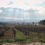 From Barcelona: Pvt Penedès Wine & Cava Tastings with Lunch - The Value of a Private Boutique Experience