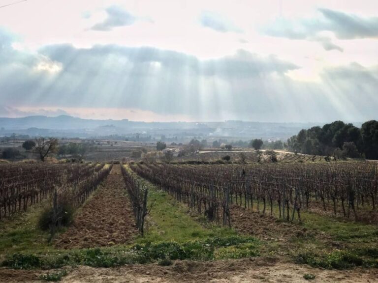 From Barcelona: Pvt Penedès Wine & Cava Tastings with Lunch - The Value of a Private Boutique Experience