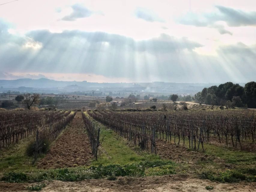 From Barcelona: Pvt Penedès Wine & Cava Tastings with Lunch - The Value of a Private Boutique Experience