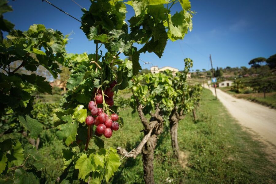 From Barcelona: Sailing and Wine Tasting Experience - The Detailed Itinerary and Highlights