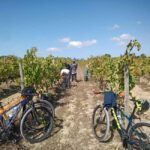 From Coimbra: Cycling in the Vineyards of Bairrada - Who Is This Tour Best For?