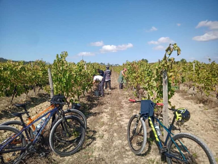 From Coimbra: Cycling in the Vineyards of Bairrada - Who Is This Tour Best For?