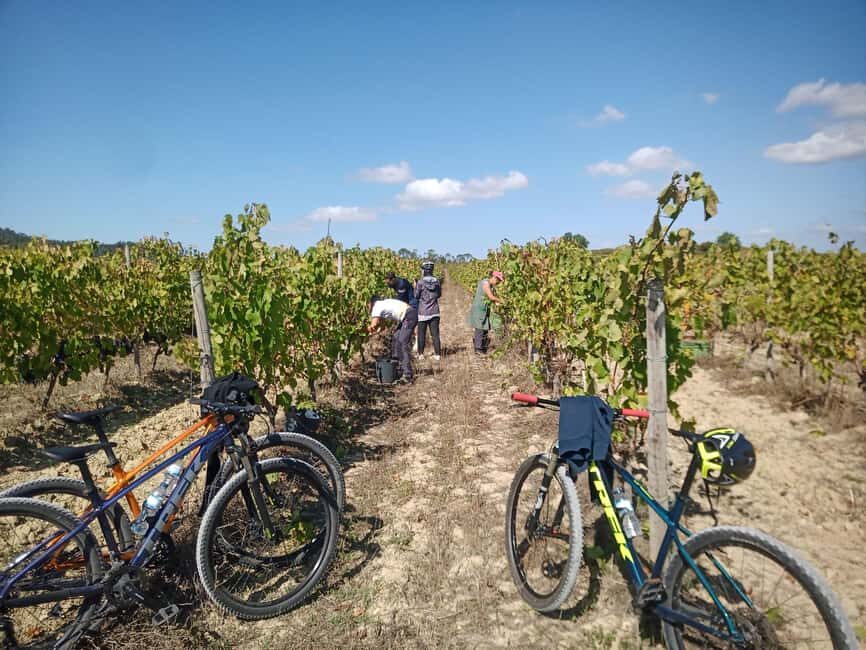 From Coimbra: Cycling in the Vineyards of Bairrada - Who Is This Tour Best For?