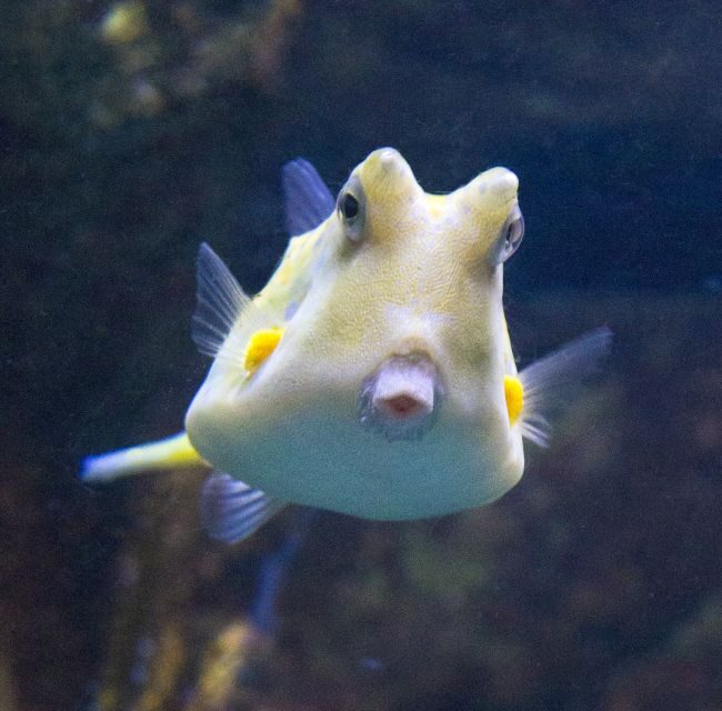 From Costa Brava: Barcelona Day Trip with Aquarium Visit - What We Think Is Valuable
