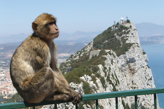 From Costa del Sol: The Gibraltar classic Rock tour - Finding the Perfect Day Trip to Gibraltar from Costa del Sol