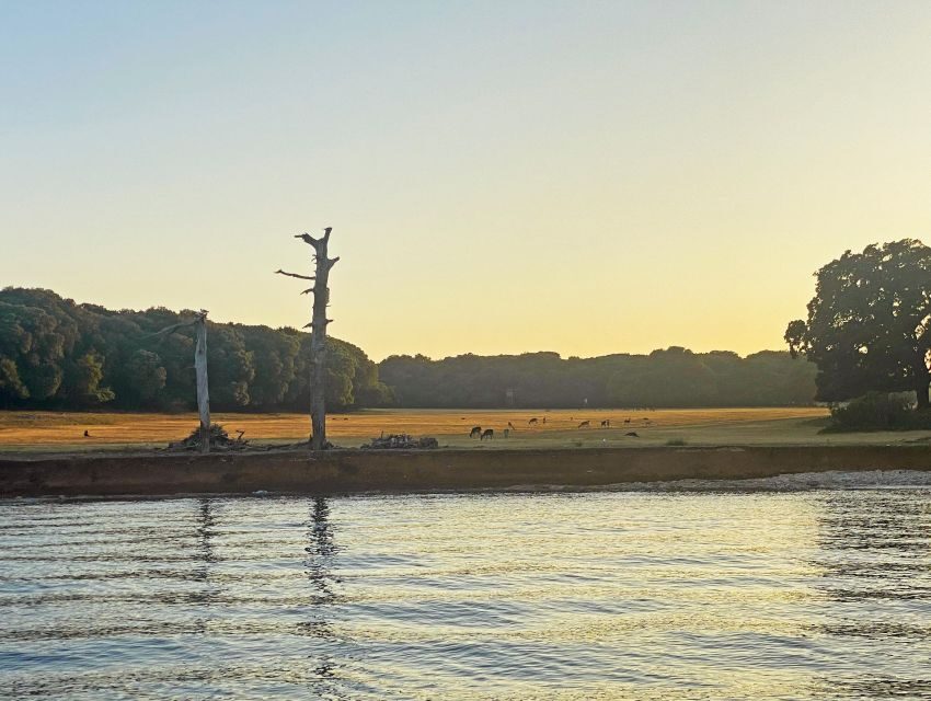 From Fazana: Private Dolphin search & Sunset cruise - What to Expect on the Tour