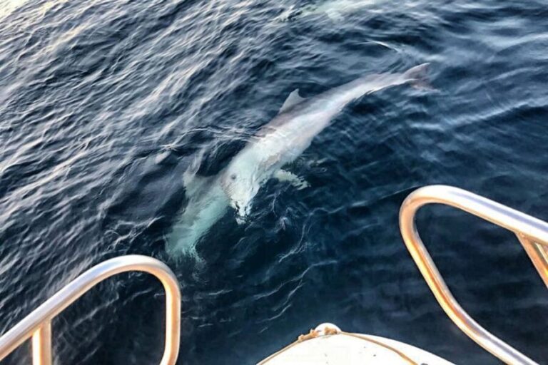 From Fazana: Private sunset dolphin tour - Deep Dive into the Experience