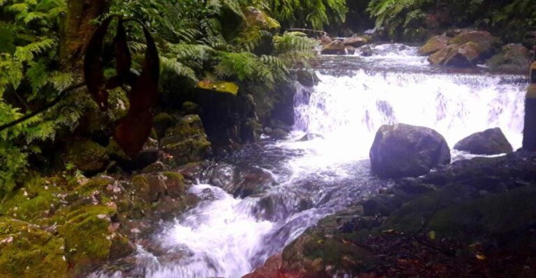 From Funchal: São Jorge Valleys Levada Walk - Authentic Experiences From Travelers