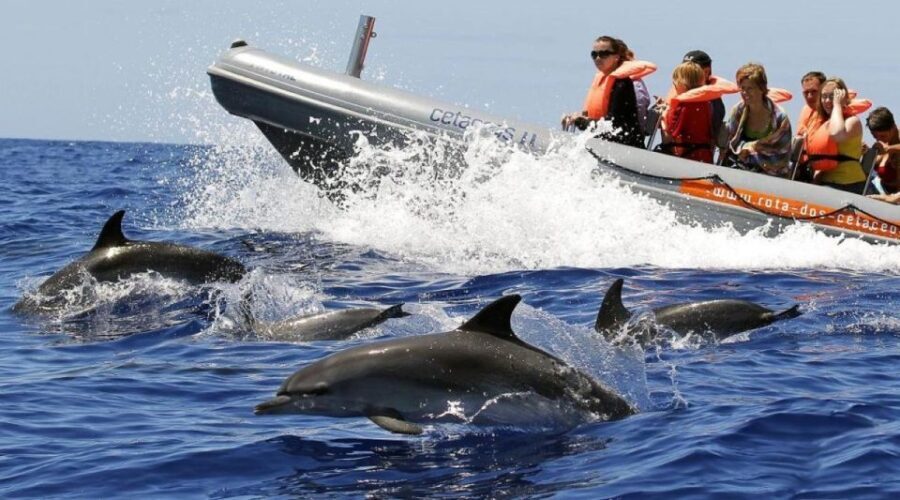 From Funchal: Whale and Dolphin Watching - A Closer Look at the Experience