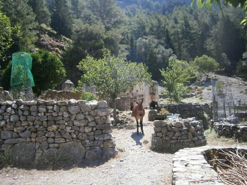 From Georgioupolis: Roundtrip Transfer to Samaria Gorge - An In-Depth Look at the Samaria Gorge Day Trip