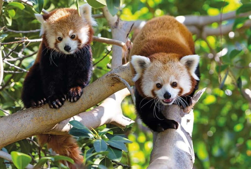 From Gran Canaria: Day Trip to Loro Parque Tenerife - Inside Loro Parque: What You’ll See and Do