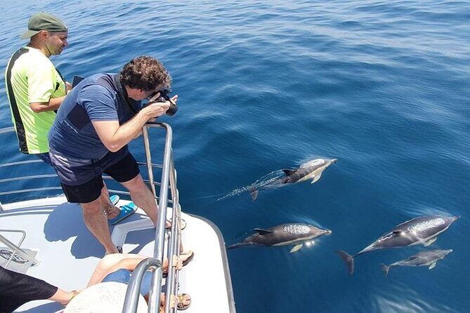From Lagos: Dolphin Watching Cruise on a Catamaran - The Itinerary and What You’ll See