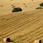 From Lisbon to Alentejo: Évora and Megaliths Full-Day Group Tour - A Deep Dive into the Tour Experience