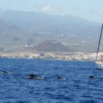 From Los Gigantes: Whale Watching Sailboat Cruise - A Deeper Look at the Whale Watching Journey