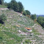 From Lugo: Half day excursion to Ribeira sacra - Who Will Enjoy This Tour?