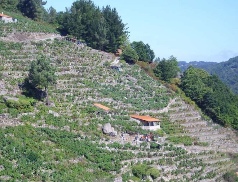 From Lugo: Half day excursion to Ribeira sacra - Who Will Enjoy This Tour?