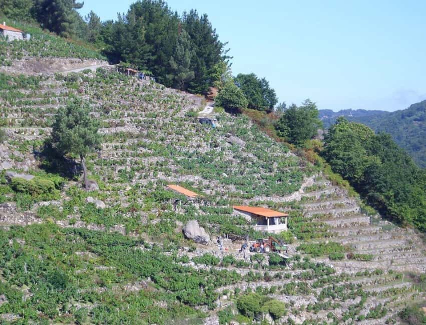 From Lugo: Half day excursion to Ribeira sacra - Who Will Enjoy This Tour?