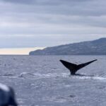From Machico: Madeira Whale and Dolphin Watching Boat Tour - Final Thoughts: Who Is This Tour Best For?