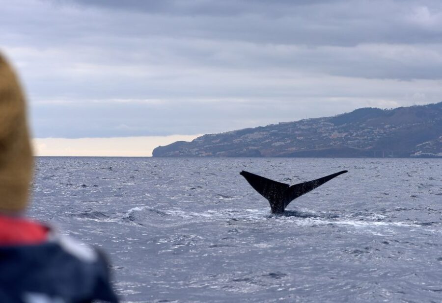 From Machico: Madeira Whale and Dolphin Watching Boat Tour - Final Thoughts: Who Is This Tour Best For?