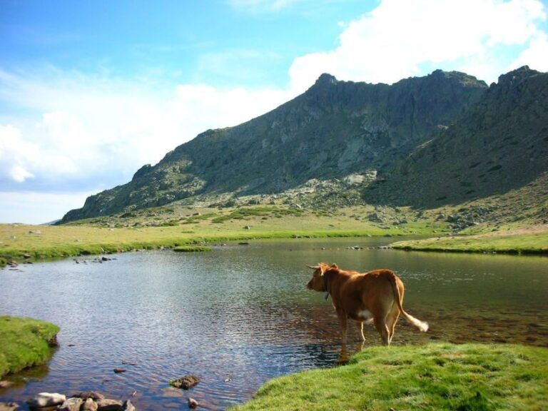 From Madrid: Guadarrama National Park Private Tour - Exploring Guadarrama National Park: An In-Depth Look