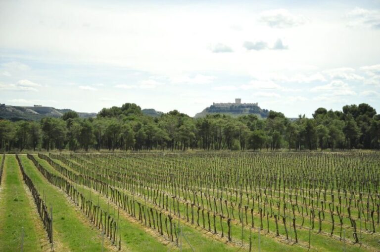 From Madrid: Ribera del Duero Tour of 3 Different Wineries - A Closer Look at the Ribera del Duero Tour