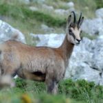 From Makarska: Biokovo Nature Park Guided Tour with Skywalk - Discovering the Flora, Fauna, and Cultural Flavors