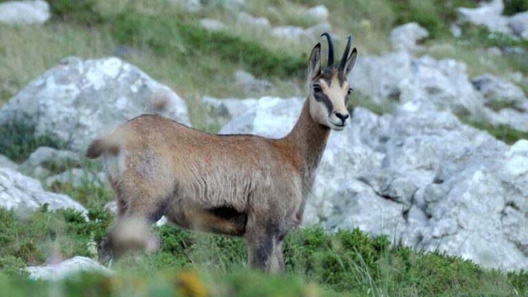 From Makarska: Biokovo Nature Park Guided Tour with Skywalk - Discovering the Flora, Fauna, and Cultural Flavors