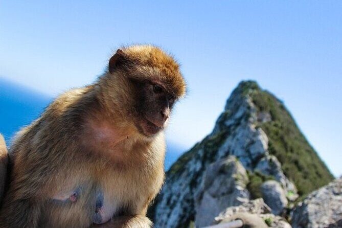 From Malaga, Gibraltar excursion with transport - Frequently Asked Questions