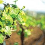 From Marbella: Axarquia Wine Tour with Wine Pairing Lunch - Final Thoughts