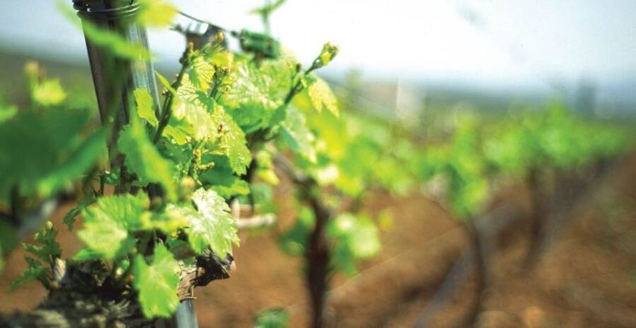 From Marbella: Axarquia Wine Tour with Wine Pairing Lunch - Final Thoughts