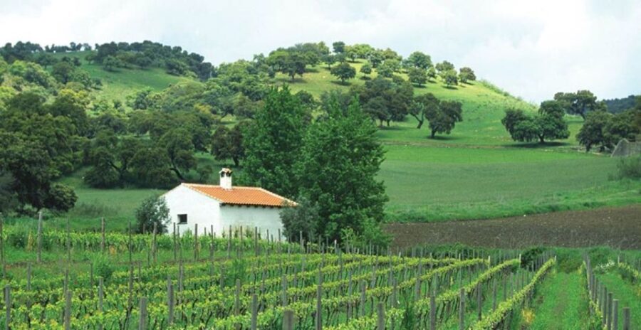 From Marbella: Ronda Tour Wineries Tour with Lunch - Who Should Consider This Tour?