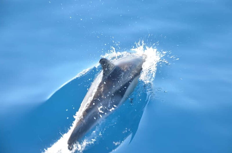 From Morro Jable: Dolphin and Whale Watching and Snorkelling - Practical Details and Value