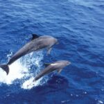 From Palma: 3-Hour Morning Dolphin Watching Boat Tour - A Deep Dive into the Mallorca Dolphin Tour