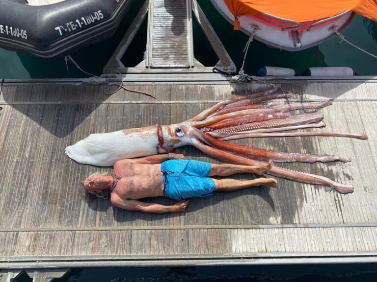 From Playa San Juan: Whale Watching, Gigantes, and Masca Bay - FAQ