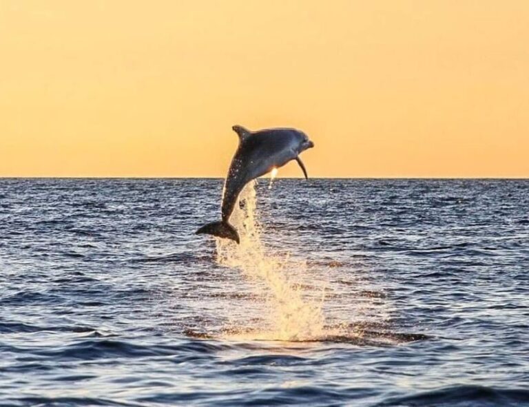 From Pore: Evening Dolphin Cruise with Welcome Drink - From Reviews: What Travelers Are Saying
