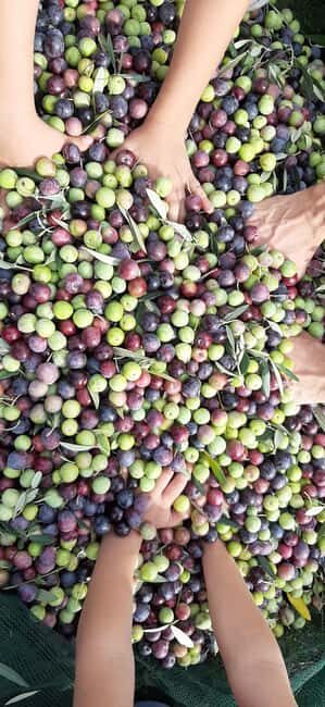 From Pore: Motovun & Gronjan with Local Products Tasting - Tasting Istria: From Olive Oil to Local Wines