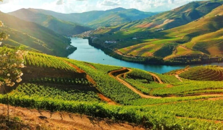From Porto: Douro Valley Tour - What Makes This Tour Stand Out?