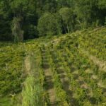 From Porto: Private Vinho Verde wine tour with tasting, lunch, and palace visit. - Visiting the Wineries: What to Expect