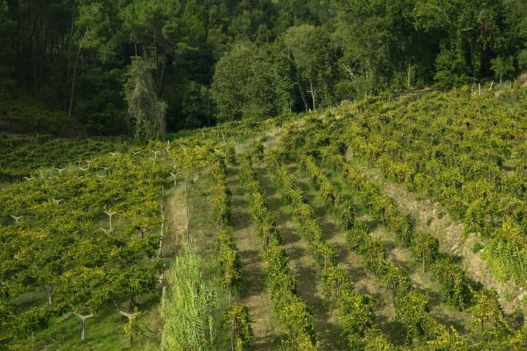 From Porto: Private Vinho Verde wine tour with tasting, lunch, and palace visit. - Visiting the Wineries: What to Expect