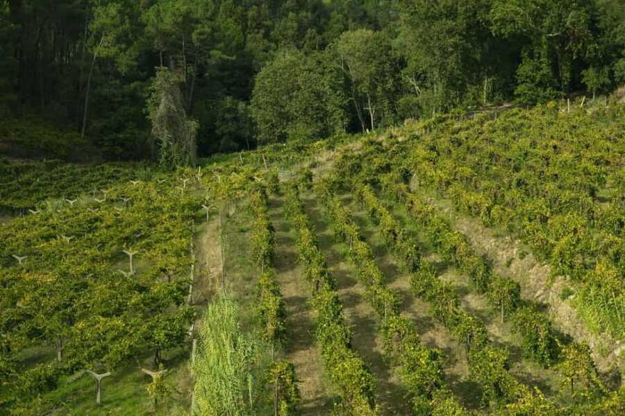 From Porto: Private Vinho Verde wine tour with tasting, lunch, and palace visit. - Visiting the Wineries: What to Expect