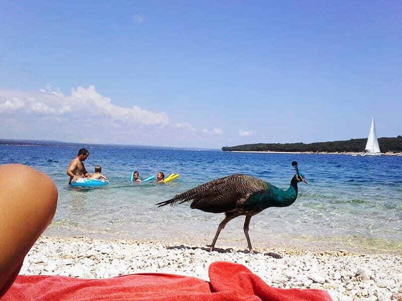 From Pula: Island Stop and National Park Day Cruise - Introduction: A Relaxed Day of Islands and Nature
