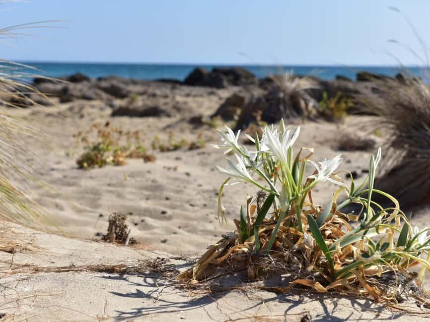 From Rethymno: Elafonisi Beach - private tour by SUV - FAQ